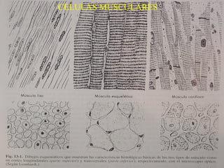 CELULAS MUSCULARES
 
