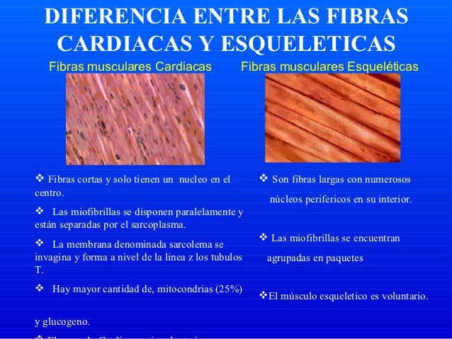 Musculo Cardíaco - UNERG