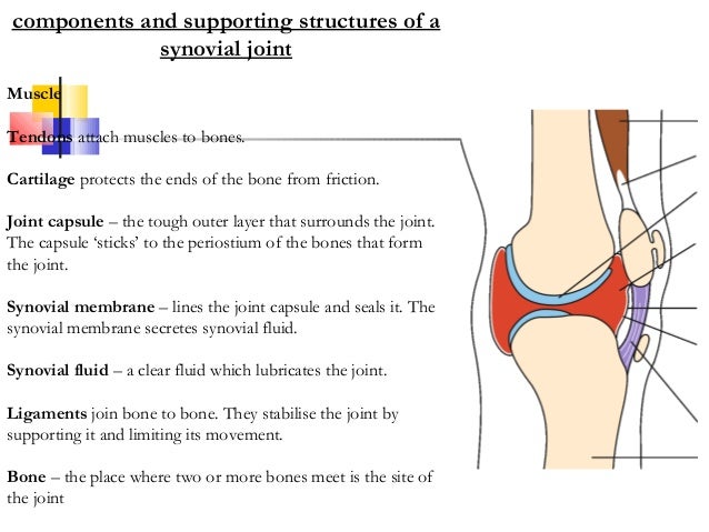muscular skeletal this human form is limiting