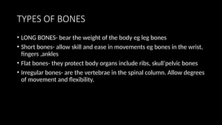 TYPES OF BONES
• LONG BONES- bear the weight of the body eg leg bones
• Short bones- allow skill and ease in movements eg bones in the wrist,
fingers ,ankles
• Flat bones- they protect body organs include ribs, skull’pelvic bones
• Irregular bones- are the vertebrae in the spinal column. Allow degrees
of movement and flexibility.
 