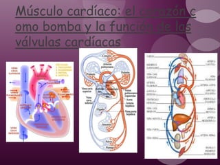 Músculo cardíaco: el corazón c
omo bomba y la función de las
válvulas cardíacas
 