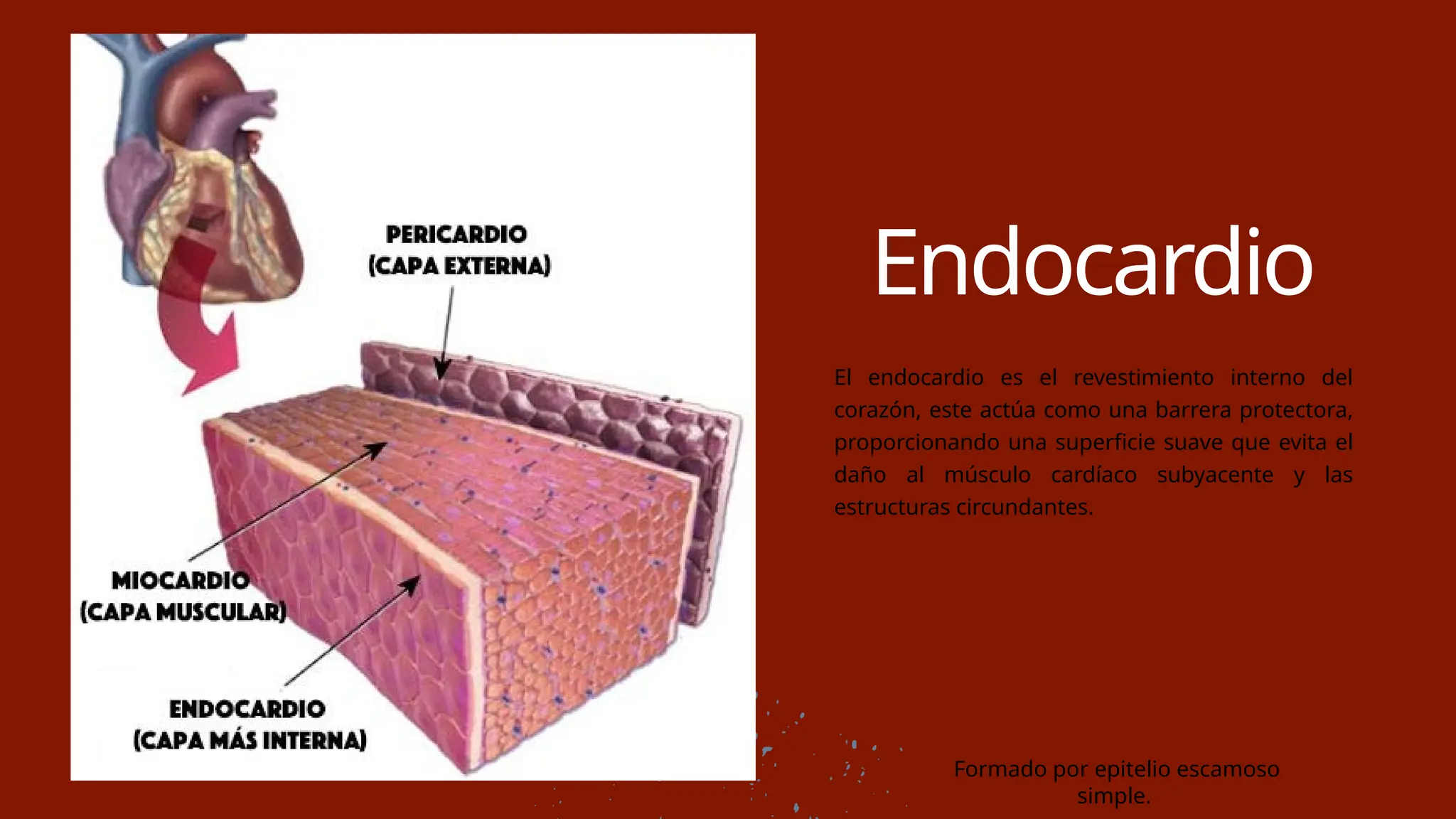 musculo cardiaco anatomia humana musculo | PPTX