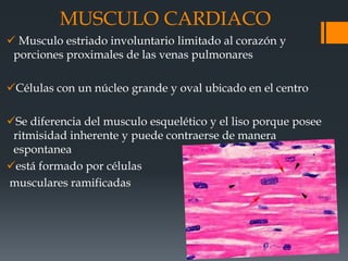 MUSCULO CARDIACO
 Musculo estriado involuntario limitado al corazón y
porciones proximales de las venas pulmonares
Células con un núcleo grande y oval ubicado en el centro
Se diferencia del musculo esquelético y el liso porque posee
ritmisidad inherente y puede contraerse de manera
espontanea
está formado por células
musculares ramificadas
 