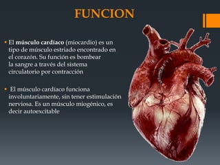 FUNCION
 El músculo cardíaco (miocardio) es un
tipo de músculo estriado encontrado en
el corazón. Su función es bombear
la sangre a través del sistema
circulatorio por contracción
 El músculo cardíaco funciona
involuntariamente, sin tener estimulación
nerviosa. Es un músculo miogénico, es
decir autoexcitable
 