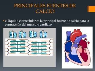 PRINCIPALES FUENTES DE
CALCIO
el liquido extracelular es la principal fuente de calcio para la
contracción del musculo cardiaco
 