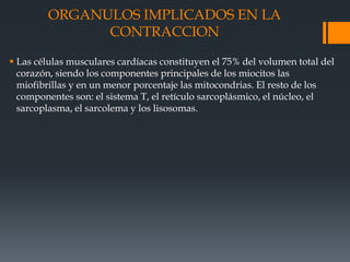 ORGANULOS IMPLICADOS EN LA
CONTRACCION
 Las células musculares cardíacas constituyen el 75% del volumen total del
corazón, siendo los componentes principales de los miocitos las
miofibrillas y en un menor porcentaje las mitocondrias. El resto de los
componentes son: el sistema T, el retículo sarcoplásmico, el núcleo, el
sarcoplasma, el sarcolema y los lisosomas.
 