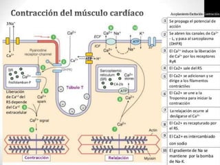 Musculo cardiaco  histologia 