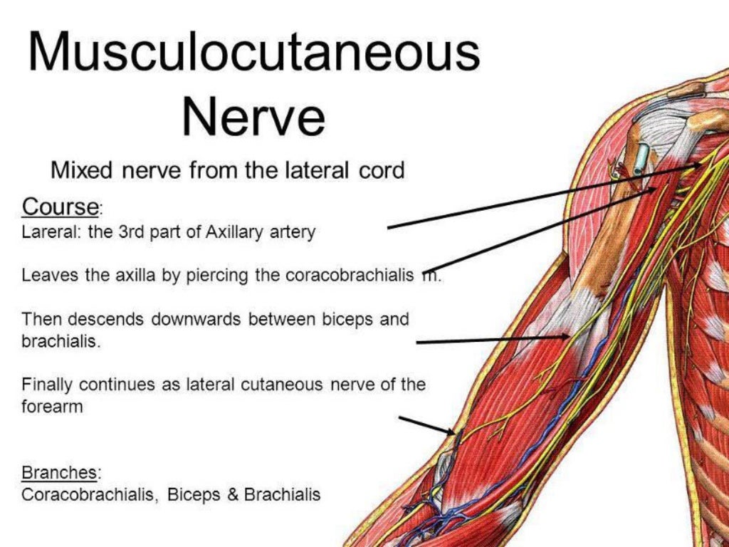 Musculocutaneous Nerve And Axillary Nerveoutput