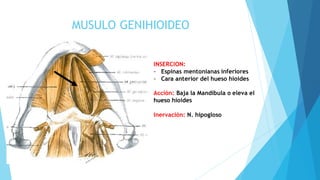Musulo Bisel MUSCULO DEL CUELLO.ANTOMIA DE ROUVIER.pdf