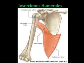 Inserciones Humerales
 