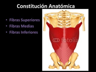 Constitución Anatómica
• Fibras Superiores
• Fibras Medias
• Fibras Inferiores
 