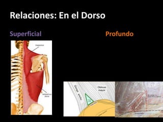 Relaciones: En el Dorso
Superficial Profundo
 