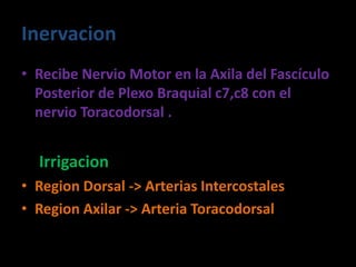 Inervacion
• Recibe Nervio Motor en la Axila del Fascículo
Posterior de Plexo Braquial c7,c8 con el
nervio Toracodorsal .
Irrigacion
• Region Dorsal -> Arterias Intercostales
• Region Axilar -> Arteria Toracodorsal
 
