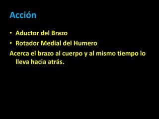Acción
• Aductor del Brazo
• Rotador Medial del Humero
Acerca el brazo al cuerpo y al mismo tiempo lo
lleva hacia atrás.
 