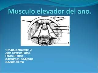 1 Músculo obturador, 2 Arco Tendíneo Fascia Pelvis, 3 Fascia pubocervical, 4 Músculo elevador del ano.  