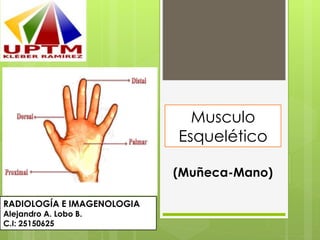 Musculo
Esquelético
(Muñeca-Mano)
RADIOLOGÍA E IMAGENOLOGIA
Alejandro A. Lobo B.
C.I: 25150625
 