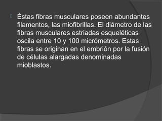    Éstas fibras musculares poseen abundantes
    filamentos, las miofibrillas. El diámetro de las
    fibras musculares estriadas esqueléticas
    oscila entre 10 y 100 micrómetros. Estas
    fibras se originan en el embrión por la fusión
    de células alargadas denominadas
    mioblastos.
 