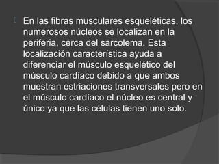    En las fibras musculares esqueléticas, los
    numerosos núcleos se localizan en la
    periferia, cerca del sarcolema. Esta
    localización característica ayuda a
    diferenciar el músculo esquelético del
    músculo cardíaco debido a que ambos
    muestran estriaciones transversales pero en
    el músculo cardíaco el núcleo es central y
    único ya que las células tienen uno solo.
 