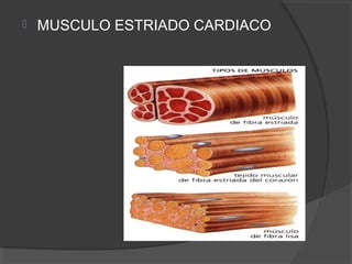    MUSCULO ESTRIADO CARDIACO
 