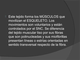    Este tejido forma los MÚSCULOS que
    movilizan el ESQUELETO. Los
    movimientos son voluntarios y están
    controlados por el SNC. Se diferencia
    del tejido muscular liso por sus fibras
    que son polinucleadas y sus miofibrillas
    presentan líneas o estrías orientadas en
    sentido transversal respecto de la fibra.
 