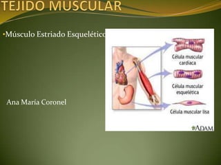 •Músculo Estriado Esquelético




 Ana María Coronel
 