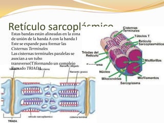 Retículo sarcoplásmico
Estas bandas están alineadas en la zona
de unión de la banda A con la banda I
Este se expande para formar las
Cisternas Terminales
Las cisternas terminales paralelas se
asocian a un tubo
transverso(T)formando un complejo
llamado TRIADA
 