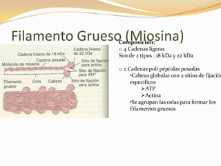 Filamento Grueso (Miosina)
                Composición:
                o 4 Cadenas ligeras
                Son de 2 tipos : 18 kDa y 22 kDa

                o 2 Cadenas poli péptidas pesadas
                     •Cabeza globular con 2 sitios de fijación
                     específicos
                          ATP
                          Actina
                     •Se agrupan las colas para formar los
                     Filamentos gruesos
 