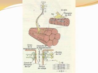 Musculo estriado esqueletico