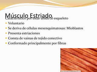 Músculo Estriado esqueleto
Característico por estar unido al
 Voluntario
 Se deriva de células mesenquimatosas: Mioblastos
 Presenta estriaciones
 Consta de vainas de tejido conectivo
 Conformado principalmente por fibras
 