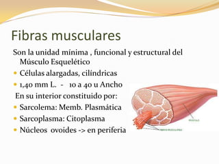Fibras musculares
Son la unidad mínima , funcional y estructural del
  Músculo Esquelético
 Células alargadas, cilíndricas
 1,40 mm L. - 10 a 40 u Ancho
En su interior constituido por:
 Sarcolema: Memb. Plasmática
 Sarcoplasma: Citoplasma
 Núcleos ovoides -> en periferia
 