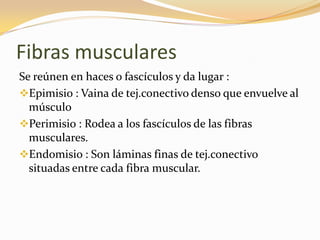 Fibras musculares
Se reúnen en haces o fascículos y da lugar :
Epimisio : Vaina de tej.conectivo denso que envuelve al
  músculo
Perimisio : Rodea a los fascículos de las fibras
  musculares.
Endomisio : Son láminas finas de tej.conectivo
  situadas entre cada fibra muscular.
 