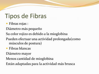 Tipos de Fibras
 Fibras rojas :
Diámetro más pequeño
Su color rojizo es debido a la mioglobina
Pueden efectuar una actividad prolongada(como
  músculos de postura)
 Fibras blancas
Diámetro mayor
Menos cantidad de mioglobina
Están adaptadas para la actividad más brusca
 