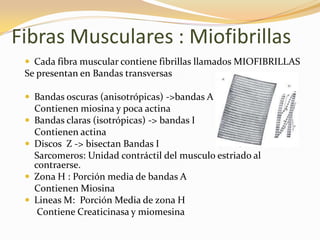 Fibras Musculares : Miofibrillas
  Cada fibra muscular contiene fibrillas llamados MIOFIBRILLAS
 Se presentan en Bandas transversas

  Bandas oscuras (anisotrópicas) ->bandas A
     Contienen miosina y poca actina
    Bandas claras (isotrópicas) -> bandas I
     Contienen actina
    Discos Z -> bisectan Bandas I
     Sarcomeros: Unidad contráctil del musculo estriado al
     contraerse.
    Zona H : Porción media de bandas A
     Contienen Miosina
    Lineas M: Porción Media de zona H
      Contiene Creaticinasa y miomesina
 
