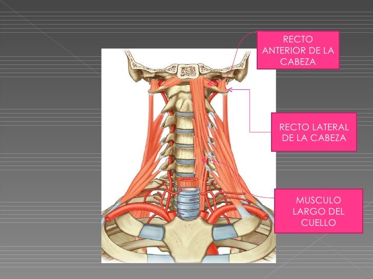 Hacer si duele la espalda al embarazo