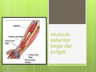 Musculo
extensor
largo del
pulgar
 