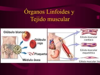 Órganos Linfoides y 
Tejido muscular 
 