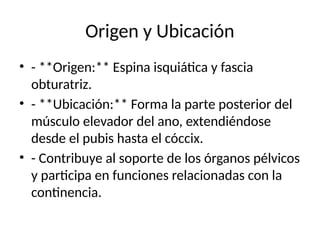 Origen y Ubicación
• - **Origen:** Espina isquiática y fascia
obturatriz.
• - **Ubicación:** Forma la parte posterior del
músculo elevador del ano, extendiéndose
desde el pubis hasta el cóccix.
• - Contribuye al soporte de los órganos pélvicos
y participa en funciones relacionadas con la
continencia.
 