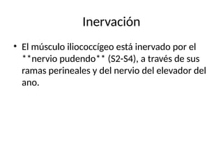Inervación
• El músculo iliococcígeo está inervado por el
**nervio pudendo** (S2-S4), a través de sus
ramas perineales y del nervio del elevador del
ano.
 