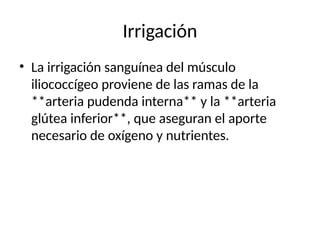 Irrigación
• La irrigación sanguínea del músculo
iliococcígeo proviene de las ramas de la
**arteria pudenda interna** y la **arteria
glútea inferior**, que aseguran el aporte
necesario de oxígeno y nutrientes.
 