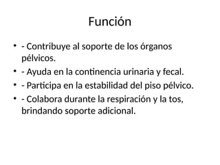 Función
• - Contribuye al soporte de los órganos
pélvicos.
• - Ayuda en la continencia urinaria y fecal.
• - Participa en la estabilidad del piso pélvico.
• - Colabora durante la respiración y la tos,
brindando soporte adicional.
 