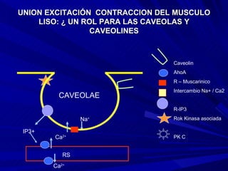 UNION EXCITACIÓN  CONTRACCION DEL MUSCULO LISO: ¿ UN ROL PARA LAS CAVEOLAS Y CAVEOLINES CAVEOLAE Caveolin AhoA R – Muscarinico Intercambio Na+ / Ca2 R-IP3 Rok Kinasa asociada PK C  RS Ca 2+ Ca 2+ IP3+ Na + 