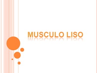 MUSCULO LISO 