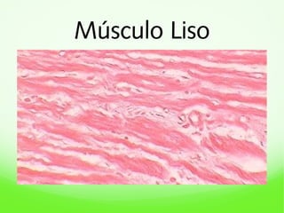 Músculo Liso

 