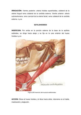IRRIGACIÓN: Vientre posterior: arteria hioidea suprahioidea, colateral de la
arteria lingual rama colateral de la carótida externa. Vientre anterior: arteria
submentoniana, ramo cervical de la arteria facial, rama colateral de la carótida
externa. Fig.248
ESTILOHIOIDEO
INSERCION: Por arriba en la porción externa de la base de la apófisis
estiloides, se dirige hacia abajo y se fija en la cara anterior del hueso
hioides.Fig.249
ACCION: Eleva el hueso hioides y lo lleva hacia atrás, interviene en el habla,
masticación y deglución.
Figura.249 Inserción del musculo estilohioideo
 