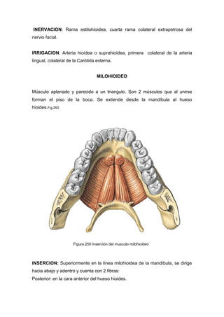 INERVACION: Rama estilohioidea, cuarta rama colateral extrapetrosa del
nervio facial.
IRRIGACION: Arteria hioidea o suprahioidea, primera colateral de la arteria
lingual, colateral de la Carótida externa.
MILOHIOIDEO
Músculo aplanado y parecido a un triangulo. Son 2 músculos que al unirse
forman el piso de la boca. Se extiende desde la mandíbula al hueso
hioides.Fig.250
INSERCION: Superiormente en la línea milohioidea de la mandíbula, se dirige
hacia abajo y adentro y cuenta con 2 fibras:
Posterior: en la cara anterior del hueso hioides.
Figura.250 Inserción del musculo milohioideo
 