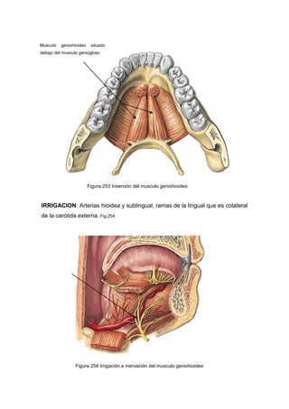 IRRIGACION: Arterias hioidea y sublingual, ramas de la lingual que es colateral
de la carótida externa. Fig.254
Figura.253 Inserción del musculo geniohioideo
Musculo geniohioideo situado
debajo del musculo geniogloso
Figura.254 Irrigación e inervación del musculo geniohioideo
 