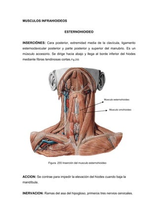 MUSCULOS INFRAHIOIDEOS
ESTERNOHIOIDEO
INSERCIÓNES: Cara posterior, extremidad media de la clavícula, ligamento
esternoclavicular posterior y parte posterior y superior del manubrio. Es un
músculo accesorio. Se dirige hacia abajo y llega al borde inferior del hiodes
mediante fibras tendinosas cortas.Fig.255
ACCION: Se contrae para impedir la elevación del hiodes cuando baja la
mandíbula.
INERVACION: Ramas del asa del hipogloso, primeros tres nervios cervicales.
Musculo esternohioideo
Figura. 255 Inserción del musculo esternohioideo
Musculo omohioideo
 