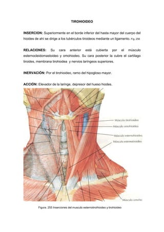 TIROHIOIDEO
INSERCION: Superiormente en el borde inferior del hasta mayor del cuerpo del
hioides de ahí se dirige a los tubérculos tiroideos mediante un ligamento. Fig. 256
RELACIONES: Su cara anterior está cubierta por el músculo
esternocleidomastoideo y omohiodeo. Su cara posterior la cubre el cartílago
tiroides, membrana tirohiodea y nervios laríngeos superiores.
INERVACIÓN: Por el tirohioideo, ramo del hipogloso mayor.
ACCIÓN: Elevador de la laringe, depresor del hueso hiodes.
Figura. 255 Inserciones del musculo esternotiroihioideo y tirohioideo
 