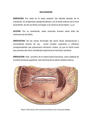 BUCCINADOR
INSERCION: Por atrás en la parte posterior del reborde alveolar de la
mandíbula, en el ligamento pterigomandibular y en el borde anterior de la rama
ascendente, de ahí sus fibras convergen a la comisura de los labios. Fig.256
ACCION: Por su contracción, estos músculos mueven hacia atrás las
comisuras de los labios.
INERVACION: De las ramas terminales del nervio facial (temporobucal y
cervicofacial) atravez de sus ramos bucales superiores e inferiores
correspondientes que proporciona inervación motora, ya que el nervio bucal
que proviene del nervio mandibular proporciona la inervación sensitiva
IRRIGACION: Esta proviene de la arteria facial transversa, rama colateral de
la arteria temporal superficial, rama terminal de la arteria carótida externa.
Figura. 256 Inserción del musculo buccinador en las comisuras labiales.
 