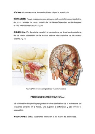 ACCION: Al contraerse de forma simultánea eleva la mandíbula.
INERVACION: Nervio maseterino que proviene del nervio temporomaseterino,
del tronco anterior del nervio mandibular del Nervio Trigémino, se distribuye en
la cara interna del músculo. Fig. 243
IRRIGACION: Por la arteria maseterina, proveniente de la rama descendente
de los ramos colaterales de la maxilar interna, rama terminal de la carótida
externa. Fig. 243
PTERIGOIDEO EXTERNO (LATERAL)
Se extiende de la apófisis pterigoides al cuello del cóndilo de la mandíbula. Se
encuentra dividido en 2 haces, uno superior o esfenoidal y otro inferior o
pterigoideo.
INSERCIONES: El haz superior se inserta en el ala mayor del esfenoides.
Figura.243 Inervación e irrigación del musculo masetero.
 
